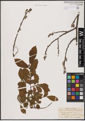 Foto von Salix aurita L. x Salix cinerea L.